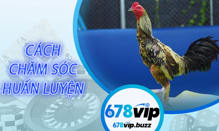 Cách chăm sóc và huấn luyện Gà Đòn Thái Lan