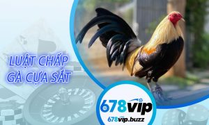 Luật chấp gà cựa sắt